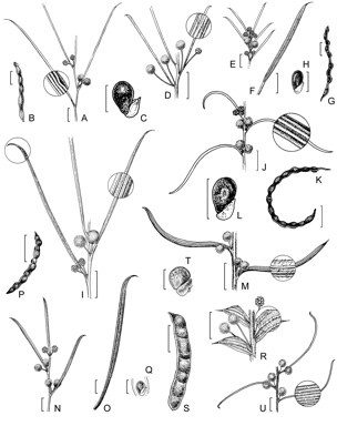 APII jpeg image of Acacia consanguinea,<br/>Acacia leptoneura,<br/>Acacia subflexuosa subsp. subflexuosa,<br/>Acacia ophiolithica,<br/>Acacia uncinella,<br/>Acacia fragilis,<br/>Acacia subflexuosa subsp. capillata,<br/>Acacia comans  © contact APII