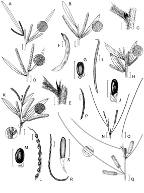 APII jpeg image of Acacia stipuligera,<br/>Acacia gloeotricha,<br/>Acacia multistipulosa,<br/>Acacia filipes,<br/>Acacia conspersa,<br/>Acacia rigescens,<br/>Acacia filamentosa  © contact APII