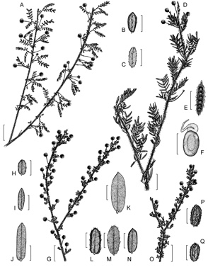 APII jpeg image of Acacia empelioclada,<br/>Acacia browniana var. browniana,<br/>Acacia browniana var. obscura,<br/>Acacia browniana var. intermedia,<br/>Acacia browniana var. endlicheri,<br/>Acacia browniana var. glaucescens  © contact APII