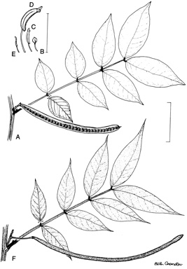 APII jpeg image of Senna hirsuta,<br/>Senna occidentalis  © contact APII