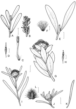 APII jpeg image of Isopogon latifolius,<br/>Isopogon axillaris,<br/>Isopogon linearis,<br/>Isopogon sphaerocephalus,<br/>Isopogon cuneatus  © contact APII