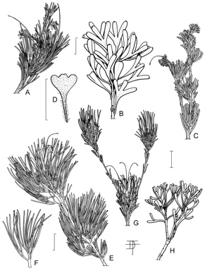 APII jpeg image of Adenanthos eyrei,<br/>Adenanthos terminalis,<br/>Adenanthos sericeus subsp. sericeus,<br/>Adenanthos macropodianus,<br/>Adenanthos forrestii,<br/>Adenanthos flavidiflorus,<br/>Adenanthos ileticos  © contact APII