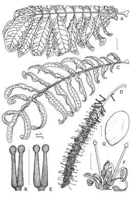 APII jpeg image of Hicksbeachia pilosa,<br/>Hicksbeachia pinnatifolia  © contact APII