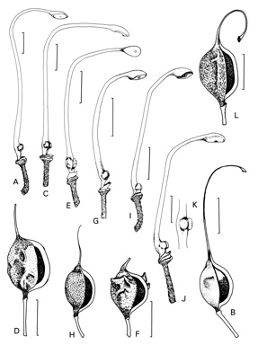 APII jpeg image of Grevillea newbeyi,<br/>Grevillea patentiloba subsp. patentiloba,<br/>Grevillea plurijuga subsp. plurijuga,<br/>Grevillea nudiflora,<br/>Grevillea infundibularis,<br/>Grevillea pectinata  © contact APII