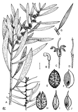 APII jpeg image of Hakea carinata,<br/>Hakea repullulans,<br/>Hakea mitchellii,<br/>Hakea dactyloides  © contact APII