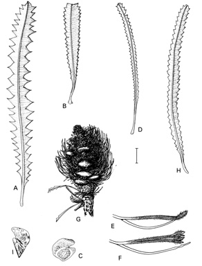 APII jpeg image of Banksia hookeriana,<br/>Banksia burdettii,<br/>Banksia prionotes,<br/>Banksia victoriae  © contact APII