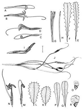 APII jpeg image of Banksia oreophila,<br/>Banksia baueri,<br/>Banksia quercifolia,<br/>Banksia caleyi,<br/>Banksia coccinea,<br/>Banksia spinulosa var. spinulosa,<br/>Banksia ericifolia subsp. ericifolia  © contact APII