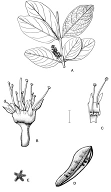 APII jpeg image of Combretum trifoliatum  © contact APII