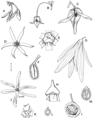 APII jpeg image of Miliusa horsfieldii,<br/>Miliusa brahei,<br/>Huberantha nitidissima,<br/>Miliusa traceyi,<br/>Polyalthia australis,<br/>Polyalthia patinata,<br/>Polyalthia michaelii  © contact APII