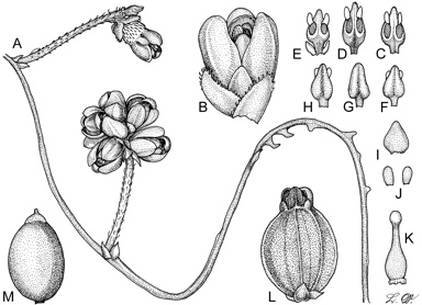 APII jpeg image of Cassytha capillaris  © contact APII