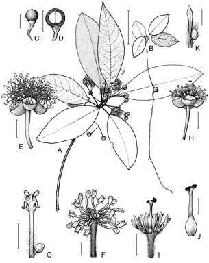 APII jpeg image of Litsea glutinosa  © contact APII