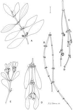 APII jpeg image of Viscum ovalifolium,<br/>Viscum articulatum,<br/>Notothixos incanus,<br/>Viscum whitei subsp. flexicaule,<br/>Viscum bancroftii  © contact APII