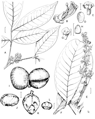 APII jpeg image of Castanospora alphandi,<br/>Diploglottis harpullioides,<br/>Diploglottis campbellii,<br/>Diploglottis pedleyi,<br/>Diploglottis smithii,<br/>Diploglottis macrantha  © contact APII