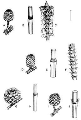 APII jpeg image of Casuarina obesa,<br/>Casuarina glauca,<br/>Casuarina cristata,<br/>Casuarina pauper  © contact APII