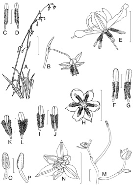 APII jpeg image of Arthropodium milleflorum,<br/>Arthropodium dyeri,<br/>Arthropodium minus,<br/>Arthropodium curvipes,<br/>Murchisonia volubilis  © contact APII