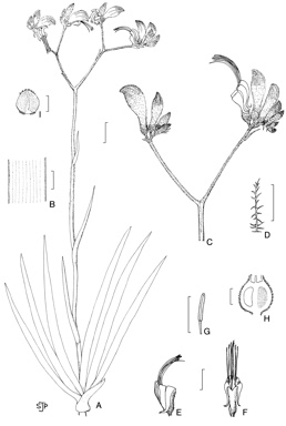 APII jpeg image of Macropidia fuliginosa  © contact APII