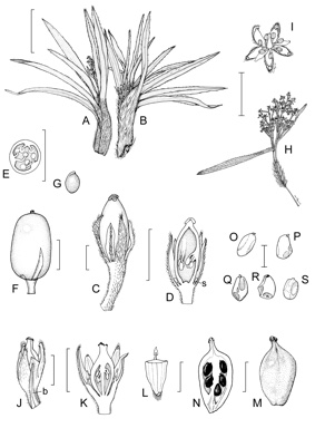 APII jpeg image of Astelia alpina var. novae-hollandiae,<br/>Astelia psychrocharis,<br/>Astelia alpina var. alpina  © contact APII