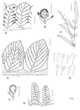 APII jpeg image of Ampelopteris prolifera,<br/>Thelypteris confluens,<br/>Cyclosorus interruptus  © contact APII