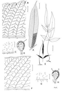 APII jpeg image of Pronephrium triphyllum,<br/>Pronephrium asperum  © contact APII