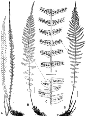 APII jpeg image of Doodia heterophylla,<br/>Doodia media,<br/>Doodia australis  © contact APII