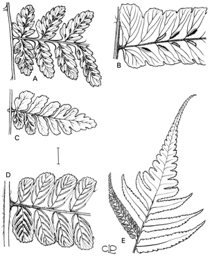 APII jpeg image of Diplazium dameriae,<br/>Diplazium australe,<br/>Diplazium assimile,<br/>Diplazium dilatatum  © contact APII