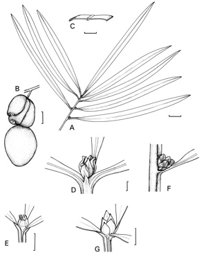 APII jpeg image of Podocarpus grayae,<br/>Podocarpus smithii,<br/>Podocarpus elatus  © contact APII