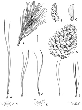 APII jpeg image of Pinus taeda,<br/>Pinus elliottii,<br/>Pinus halepensis,<br/>Pinus pinaster,<br/>Pinus radiata  © contact APII