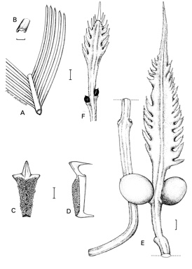 APII jpeg image of Cycas pruinosa  © contact APII