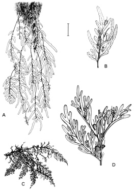 APII jpeg image of Cephalomanes caudatum,<br/>Crepidomanes venosum  © contact APII