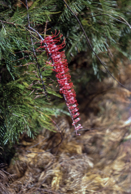 APII jpeg image of Grevillea dryandri  © contact APII