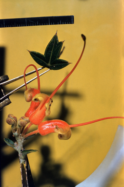 APII jpeg image of Grevillea tripartita  © contact APII