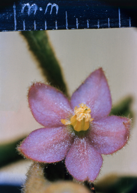 APII jpeg image of Seringia corollata  © contact APII