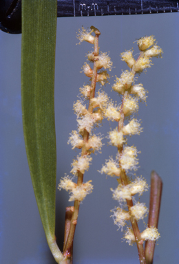 APII jpeg image of Acacia  © contact APII