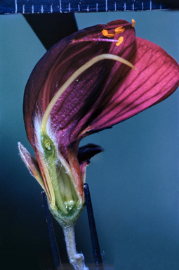 APII jpeg image of Gastrolobium grandiflorum  © contact APII