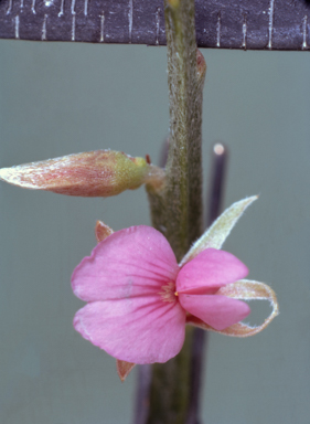 APII jpeg image of Jacksonia thesioides  © contact APII