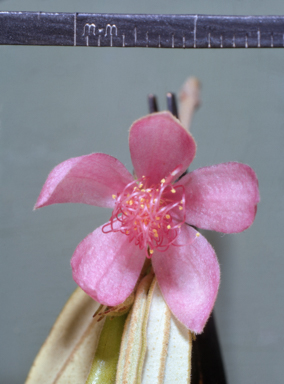 APII jpeg image of Lithomyrtus obtusa  © contact APII