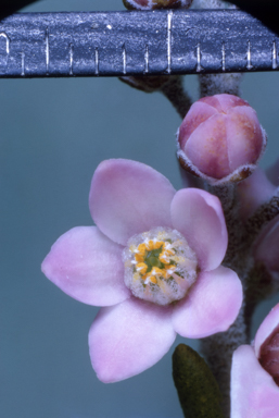 APII jpeg image of Epacris pulchella  © contact APII