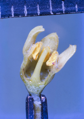 APII jpeg image of Zieria compacta  © contact APII