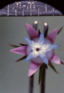 APII jpeg image of Andersonia caerulea  © contact APII