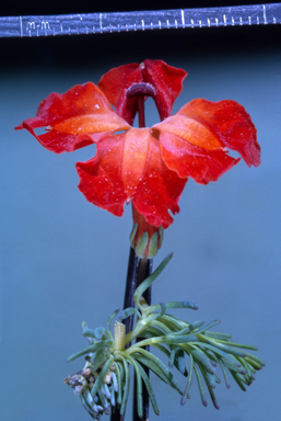 APII jpeg image of Alstonia constricta  © contact APII