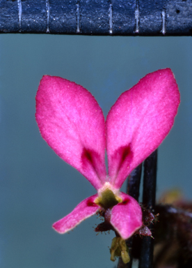 APII jpeg image of Lechenaultia  © contact APII