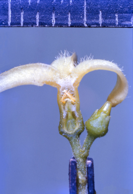 APII jpeg image of Lechenaultia formosa  © contact APII