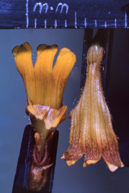 APII jpeg image of Goodenia gracilis  © contact APII