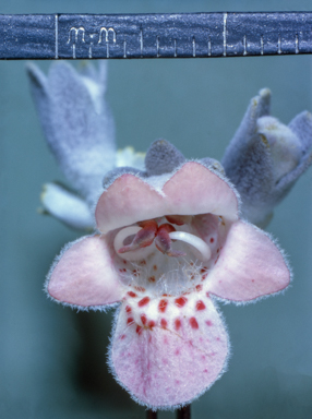 APII jpeg image of Quoya atriplicina  © contact APII