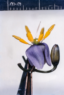 APII jpeg image of Romulea rosea  © contact APII