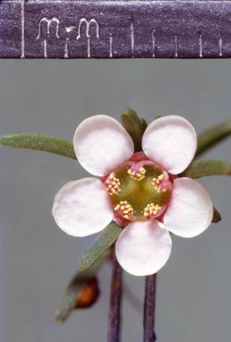 APII jpeg image of Astartea fascicularis  © contact APII