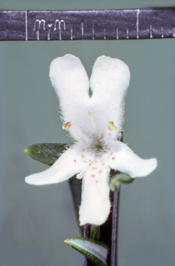 APII jpeg image of Westringia fruticosa  © contact APII