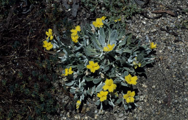 APII jpeg image of Goodenia tripartita  © contact APII