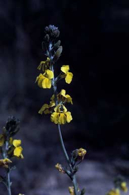 APII jpeg image of Goodenia bellidifolia subsp. bellidifolia  © contact APII