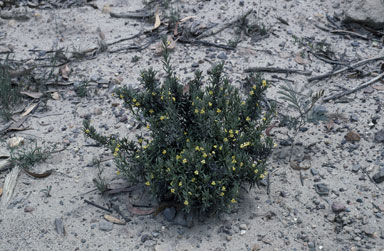 APII jpeg image of Goodenia heterophylla subsp. montana  © contact APII